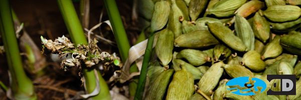 sri_lanka_cardamom_header1.jpg